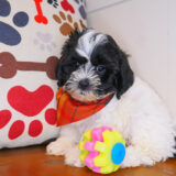 Ruckus Shihpoo 02