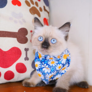 Selena Ragdoll 01