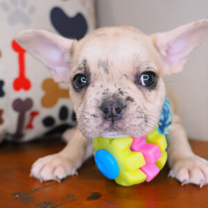 Shaggy French Bulldog 01