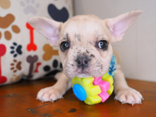 Shaggy French Bulldog 01