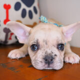 Shaggy French Bulldog 03