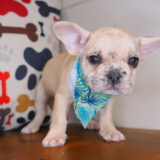 Shaggy French Bulldog 04