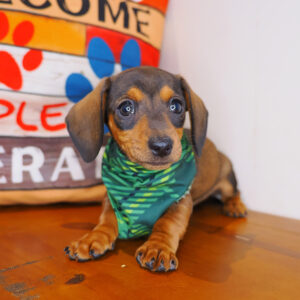 Sienia Dachshund 01