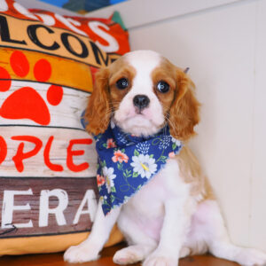 Sofia Cavalier king Charles Spaniel 01