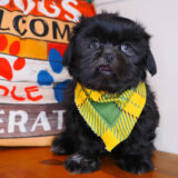 Spruce Shih Tzu 04