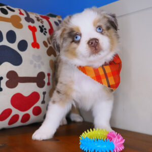 Tailspin Australian Shepherd 01