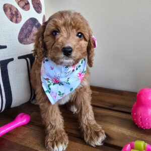 Talim Miniature Goldendoodle 01