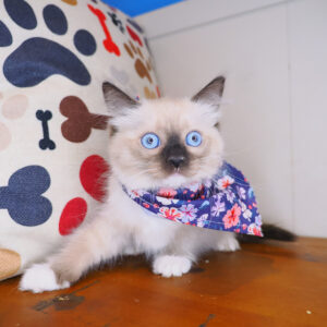 Taylor Ragdoll 01