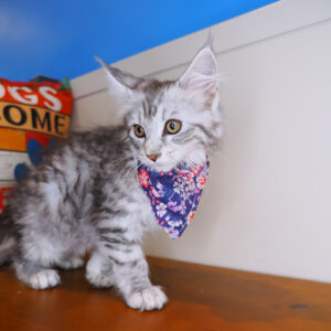 Teenie Maine Coon 01