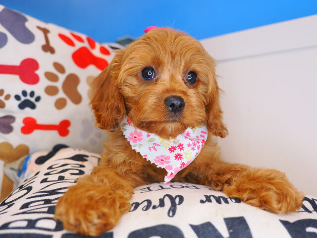 Tinky Cavapoo 01
