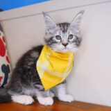 Tom Maine Coon 01