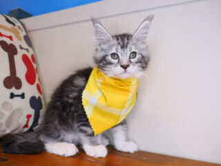 Tom Maine Coon 01