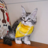 Tom Maine Coon 02