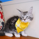Tom Maine Coon 03
