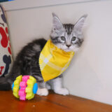 Tom Maine Coon 04