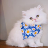 Viola Persian 01