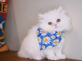 Viola Persian 01