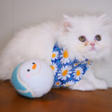 Viola Persian 02