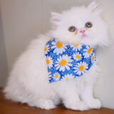 Viola Persian 03