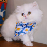 Viola Persian 04