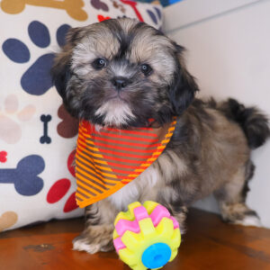 Wicket Shih Tzu 01