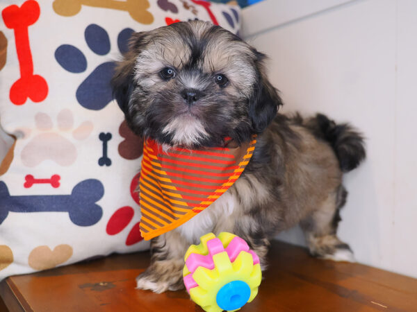 Wicket Shih Tzu 01