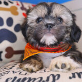 Wicket Shih Tzu 02