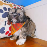 Wicket Shih Tzu 03