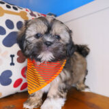 Wicket Shih Tzu 04