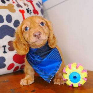 Zedd Dachshund 01