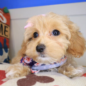Abbie Maltipoo 01