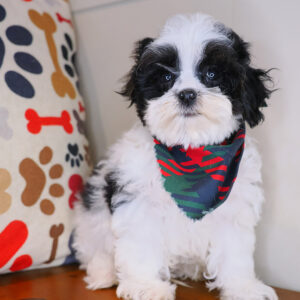 Abi Cavapoo 01
