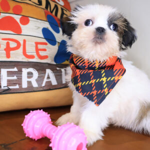 Ace Shih Tzu 01