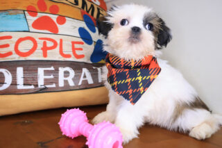 Ace Shih Tzu 01