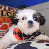 Ace Shih Tzu 02
