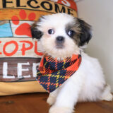 Ace Shih Tzu 04