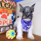 Adona Miniature Schnauzer 01