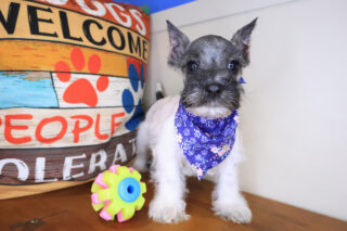 Adona Miniature Schnauzer 01