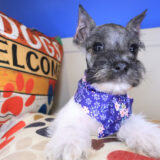 Adona Miniature Schnauzer 02