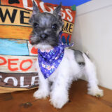 Adona Miniature Schnauzer 03