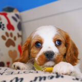 Adonis Cavalier King Charles Spaniel 01