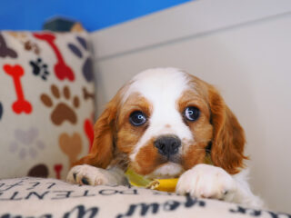 Adonis Cavalier King Charles Spaniel 01