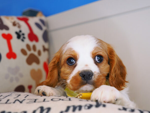 Adonis Cavalier King Charles Spaniel 01