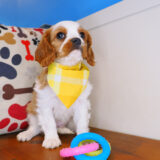 Adonis Cavalier King Charles Spaniel 02