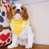 Adonis Cavalier King Charles Spaniel 03