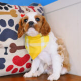 Adonis Cavalier King Charles Spaniel 04