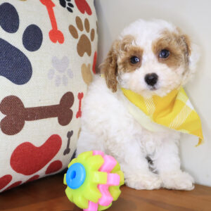 Ajax Poodle 01