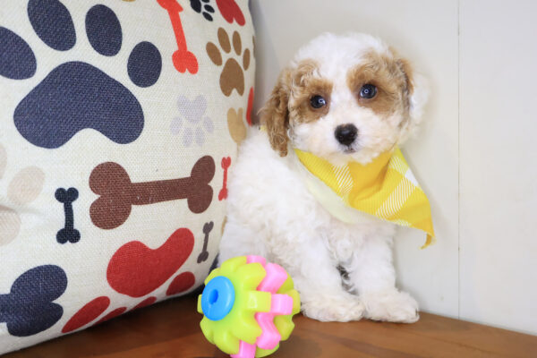 Ajax Poodle 01