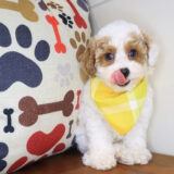 Ajax Poodle 03