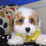 Ajax Poodle 04